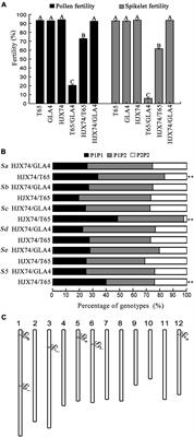 Development of Wide-Compatible Indica Lines by Pyramiding Multiple Neutral Alleles of Indica–Japonica Hybrid Sterility Loci